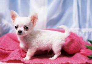 ebay chihuahua puppies