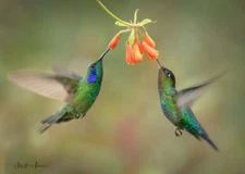 Cooperating Hummingbirds Matthew Huras Fine Art Print Wildlife Bird Nature 17x23