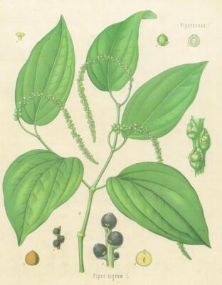 Piperaceae. Piper nigrum L