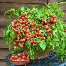 Tomato 'Cherry Falls' Plug Plants x 5 'Grow Your Own'