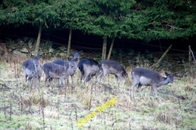 Foto 6x4 Damhirsch (Dama dama), Hatton, bei Dunkeld All melanic indiv c2013