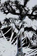 [Cd] Plastic Tree Plastic Tree Limited Edition A5 Booklet And Hard Cover Version