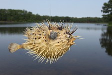 1-Taxidermy Sea Life Real PORCUPINE FISH, Ocean Decor 7 - 9",Teachers Aids, P-2