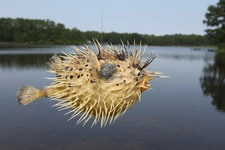 1-Taxidermy Sea Life Real PORCUPINE FISH, Ocean Decor 7 - 9",Teachers Aids, P-2