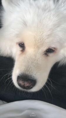 samoyed dog gumtree