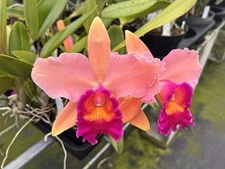 Cattleya Rlc Toshie Aoki ‘Pizzazz’ AM/AOS X Violacea ‘Muse’ FCC/AOS 4” Pt