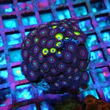 WYSIWYG - Zoas Premium Type Colony