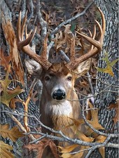 Deer Diamond Art Kits for Adults, Deer Diamond Painting Kits for Adults Beginner