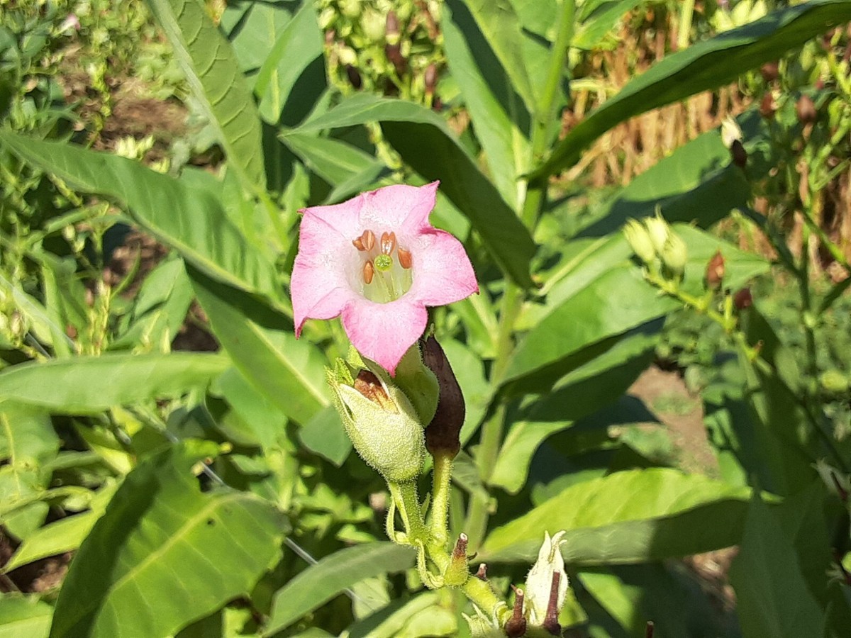 can you grow tobacco in new zealand It's NOT illegal to grow your own tobacco in NZ It's NOT illegal for me to  sell the seeds It's NOT hard to grow even! It grows like a weed in the