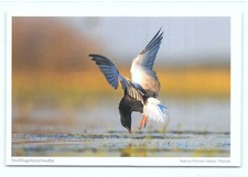 1 AK Weißflügelseeschwalbe Seeschwalbe Schwalbe Vogel - NEU !!! #