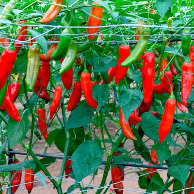 #ad #ad Aji delight hot pepper 10 seeds Free Shipping $3.19