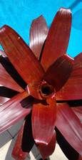 RARE Bromeliad Alcantarea Merlot a.k.a. xVRIECANTAREA ‘Merlot’ Smooth Leaves