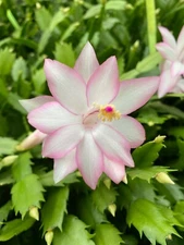 Christmas Cactus Starter Plant ~~EPRIC STAR~~ Schlumbergera Truncata