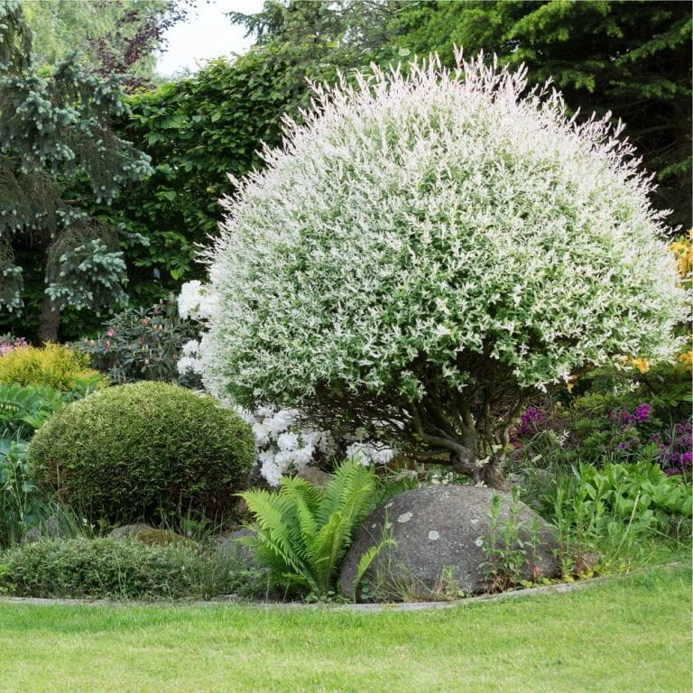 Japanische Weide HAKURO NISHIKI - 130 cm am Baumstamm - Bild 2 von 4