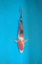 12" Sanke Koi Carp A* High quality Direct from the farm!