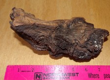 Craftsman, Wood Carvers Wooden Burl That Looks Like a Bird's Head - Used