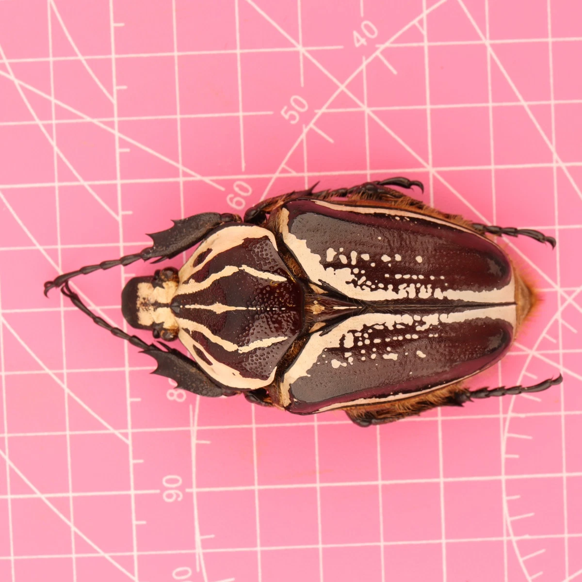 Preços baixos em Goliathus Fusca | eBay