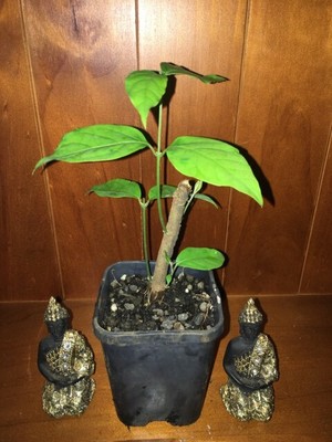 Banisteriopsis Caapi Plant Ayahuasca Live Plants Posted Black Strain Ebay