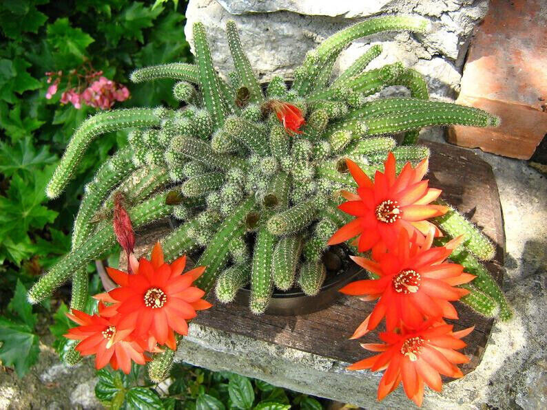 3 x CACTUS CACAHUETE Chamaecereus Silverstrii
