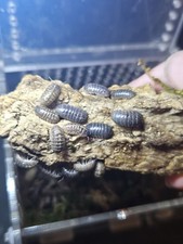 25ct Live Isopods Terrarium Cleaners 
