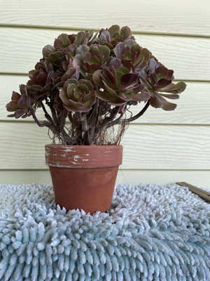 Bonsai Tree Aeonium Blushing Beauty Rose Ship With Bare Rooted