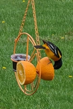 Baltimore Oriole Feeder Holds 2 Oranges And Grape Jelly Or Nectar Clementine