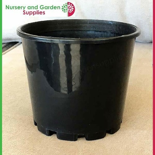 140mm Squat Plant Pot Black - Cactus, Succulents, Orchids, Herbs, Flowers, shrub - Picture 4 of 8