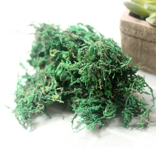 20g/50g/100 g Paisaje Flor Artificial Seco Natural Musgo Conservado de Reno - Imagen 5 de 16
