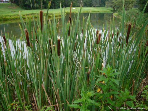 CATTAIL SEEDS * 100 SEEDS PER PKT. * BEAUTIFUL IN DRIED FLOWER ARRAINGEMENTS * - Picture 1 of 2