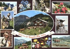 	Nesselwang Allgaeu Bayern Kappeler Alm Alpenflora Steinbock Hornblaeser Kuehe A