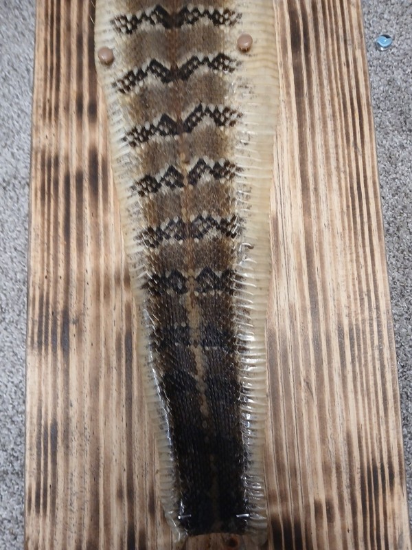 Rattlesnake Skin Canebreak Rattlesnake Glycerin Tanned 42 x 6 1/2"