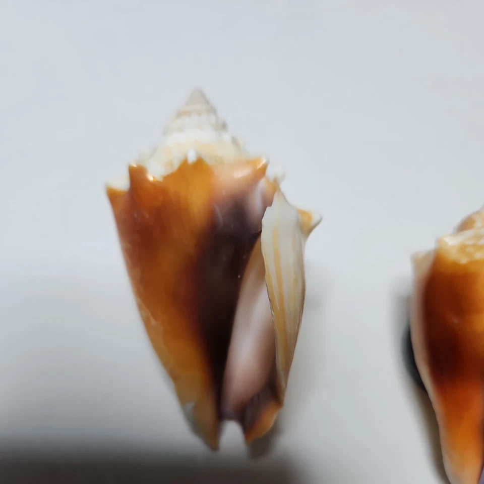 handmade seashell magnets Fighting Conch Shells from Southwest Florida - Image 2 of 4