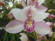 NEW SPIKE Magnificent Outdoor Cymbidium "Arabian Nights'' Large Bulbs - Lovely 