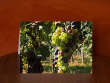 Vines at Waltz Vineyard - A5 Greeting Card
