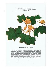 Post Card Vintage(1)IN, State Tree Tulip Tree #47577 UP  (#970