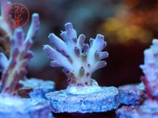 RRC Shazam Acro - Live Coral Frag SPS