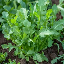 Arugula Seeds, Roquette, Heirloom, Non-GMO, Fast Growing, Free Shipping