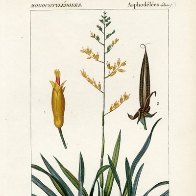 Rare 1816 Turpin Hand-Colored Engravings Dictionnaire Sciences, FORMIUM tenax