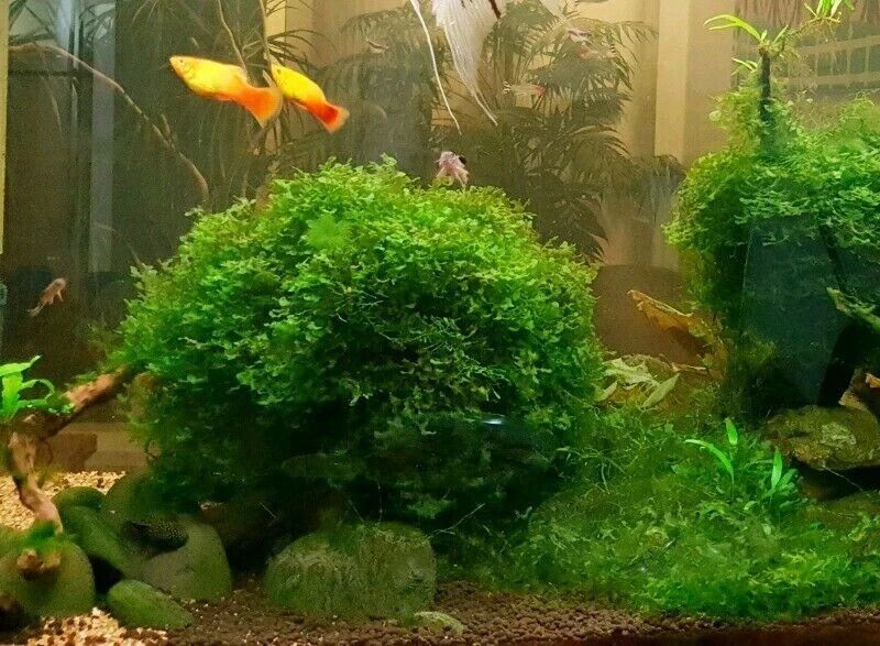 Freshwater top seaweed aquarium