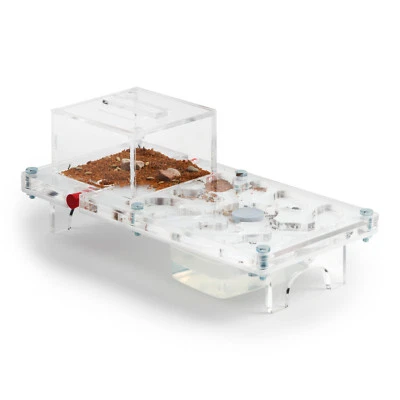 ANTHOUSE Ant Farm (Ameisenfarm) Pilz Kit (Kostenfreie Ameisen mit Königin)(Formicarium)