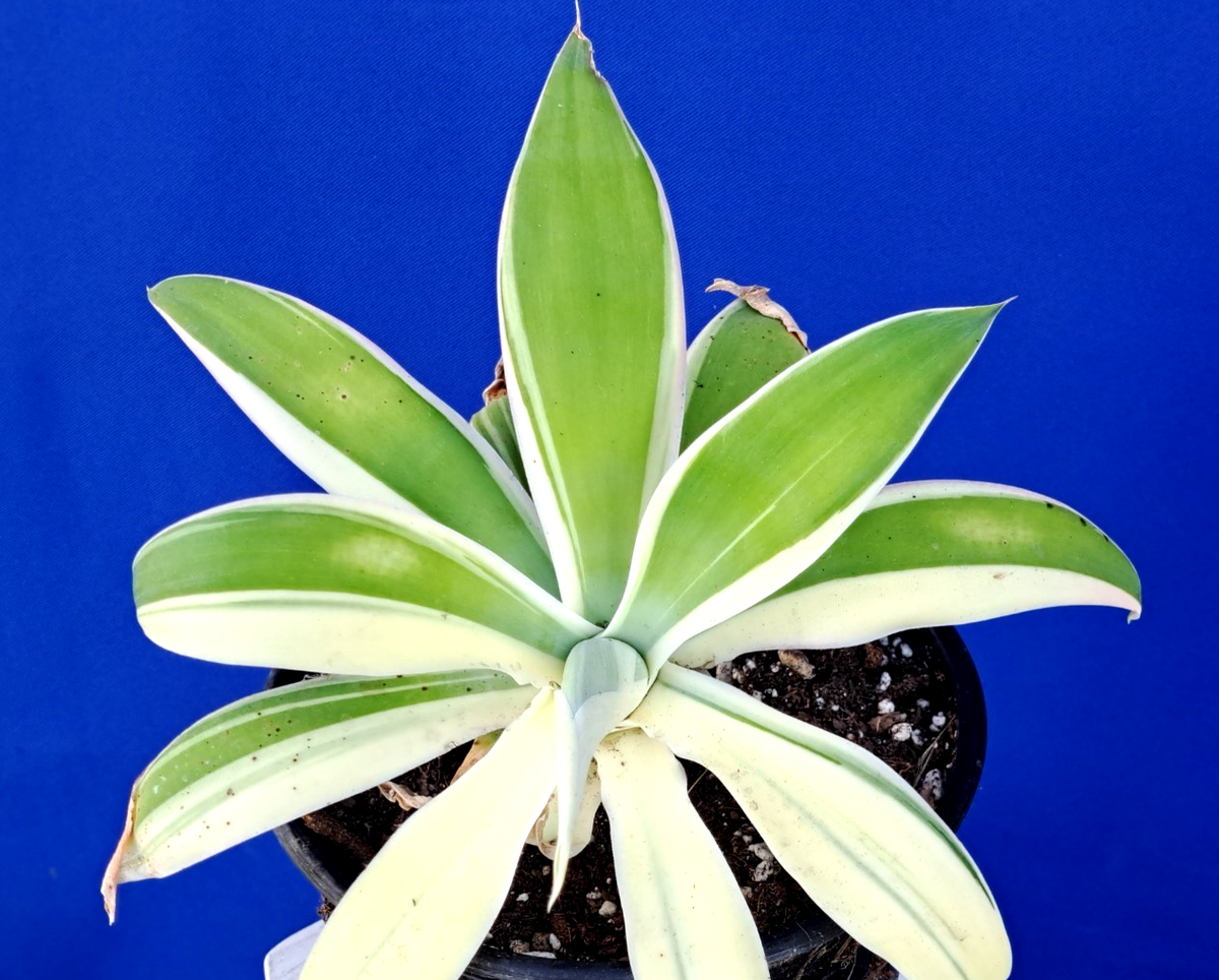Agave Attenuata White Variegated Half Moon Fox Tail Plant 9W | eBay