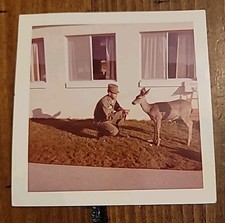 Rare Vtg Vietnam War Era 3.5" X 3.5" Soldier Feeding Buck Deer Original Photo