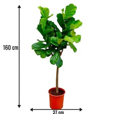 schwarze glücksfeder kaufen Zamioculcas Zamiifolia 'Raven' (Schwarze Glücksfeder) – Foliage Dreams