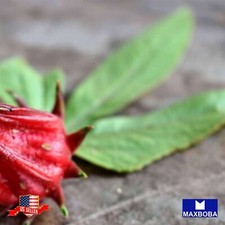 30 Roselle Seeds - Asian Sour Leaf Hibiscus Non-GMO Heirloom