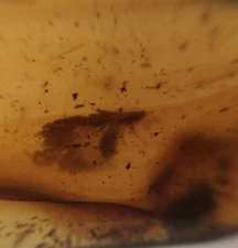 100 MILL. YEARS OLD BURMITE AMBER WITH THRIP (ABR11/18)