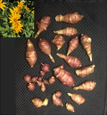 Red Fuseau Organic Sunchoke / Jerusalem Artichoke - Helianthus tuberosus