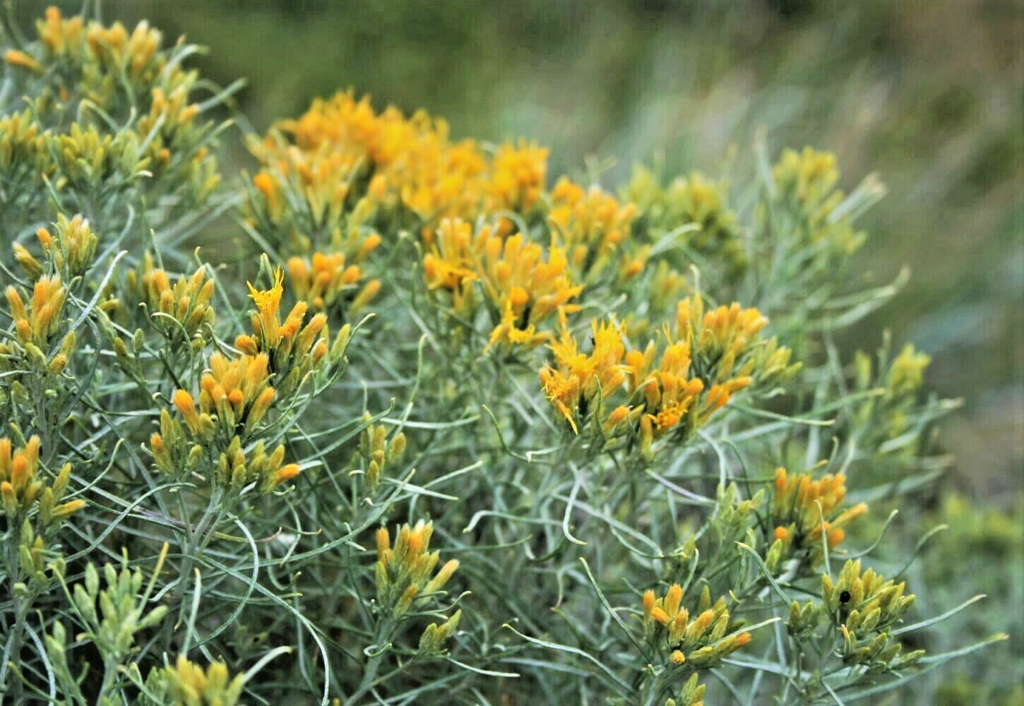 100 RUBBER RABBITBRUSH Chamisa Ericameria Desert Shrub Yellow Flower