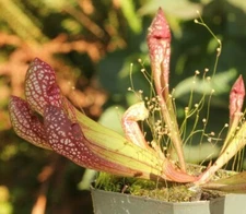 LIVE Carnivorous Pitcher Plant (Sarracenia "Scarlet Belle") Beginner Friendly