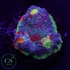 CS ULTRA PINK JELLYBEAN RAINBOW CHALICE - WYSIWYG LIVE CORAL