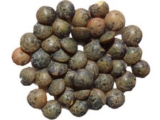 Lentille Commune Verte Anicia Bio - Lens Culinaris Subsp. Cunilaris ... - SEM02